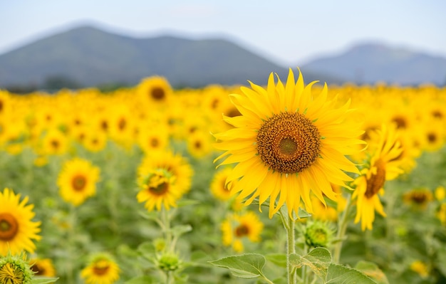 Bel fiore di girasole che fiorisce nel campo di girasoli