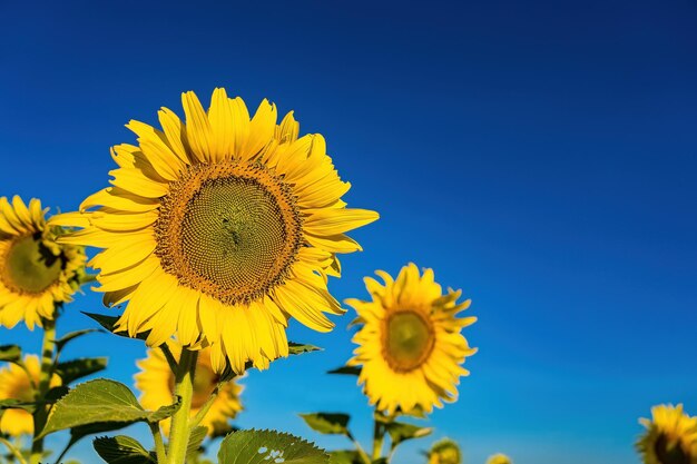 Beautiful sunflower flower blooming in sunflowers fieldthailand