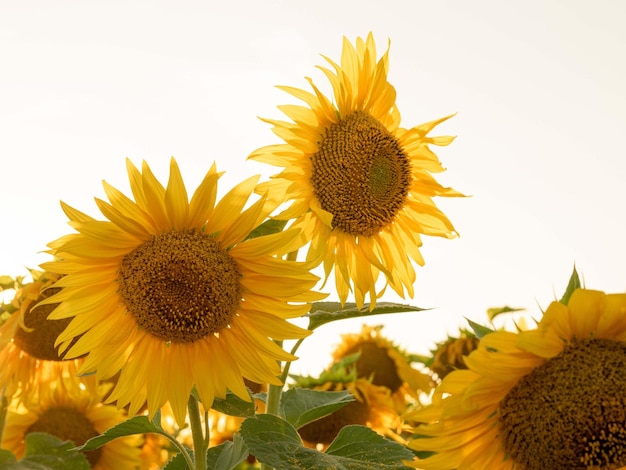 Beautiful sunflower flowers in the rays of the setting sun closeup