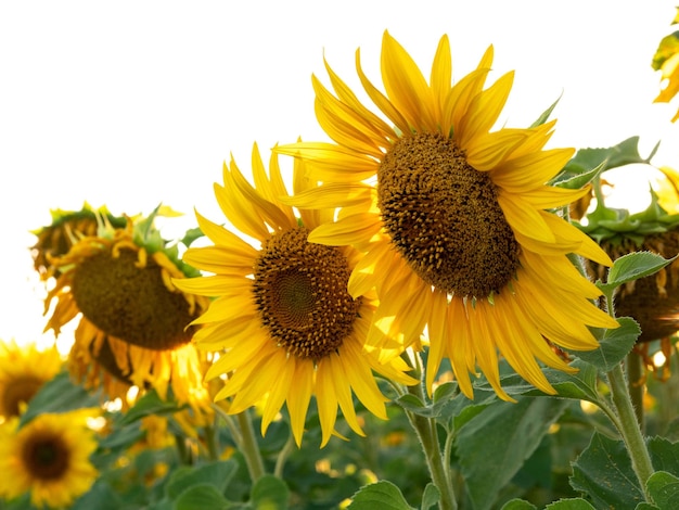 Beautiful sunflower flowers in the rays of the setting sun closeup