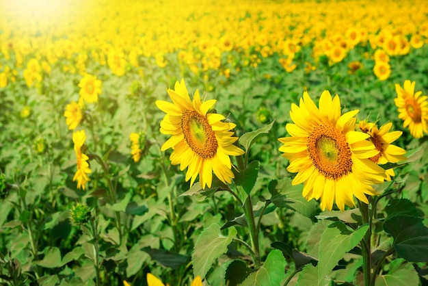 Beautiful sunflower garden, field of blooming sunflowers