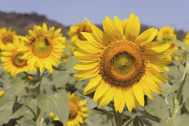 Bellissimo giardino di girasoli, campo di girasoli in fiore