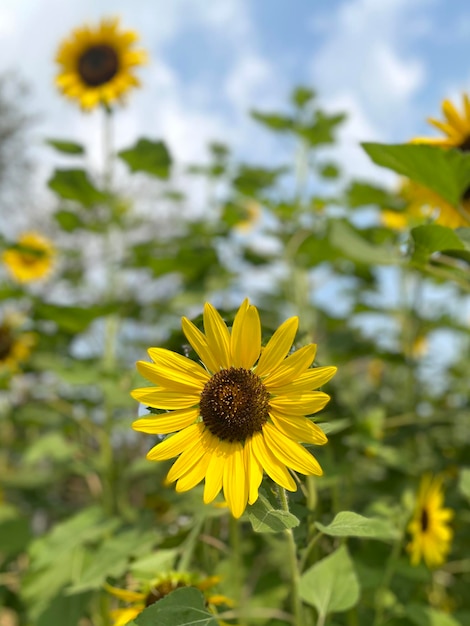 夏の庭の美しいひまわり