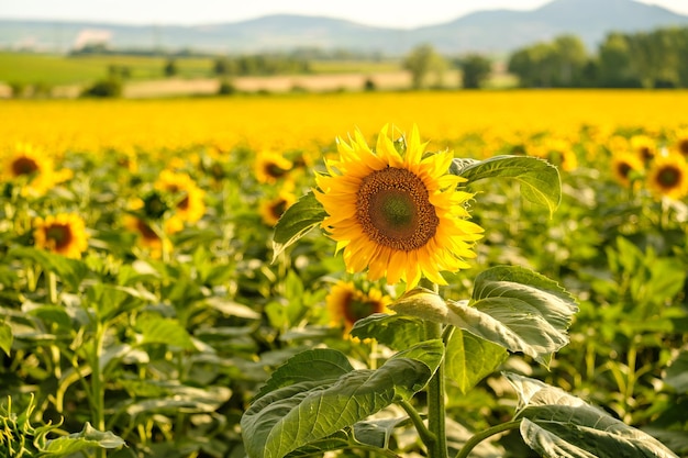 Beautiful sunflower grows in rural field on sunny summer day