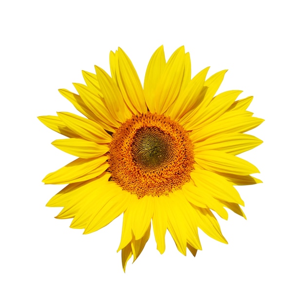 beautiful sunflower isolated  