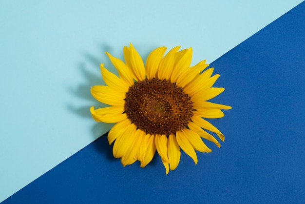 Foto bel girasole in studio ancora in vita