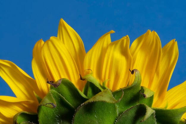 Foto bel girasole in studio ancora in vita