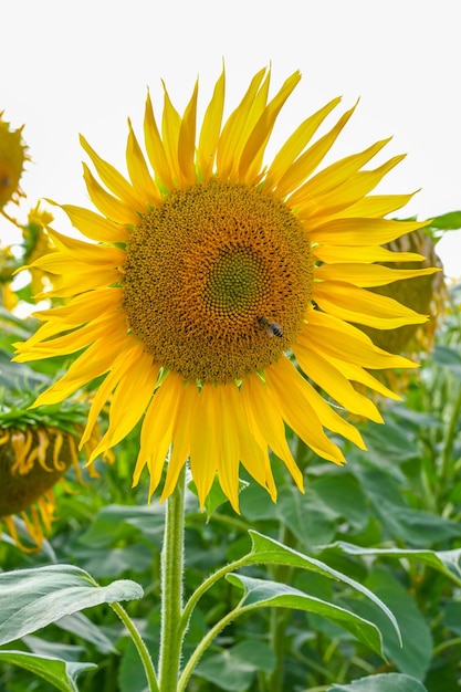 Beautiful sunflower in sunflowers field on summer with blue sky at Europe