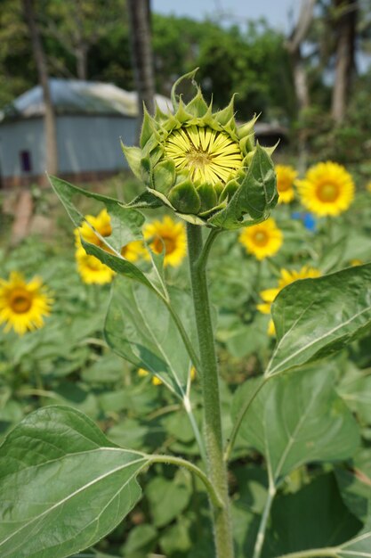 Photo beautiful sunflower on a sunny day with a natural backgroun