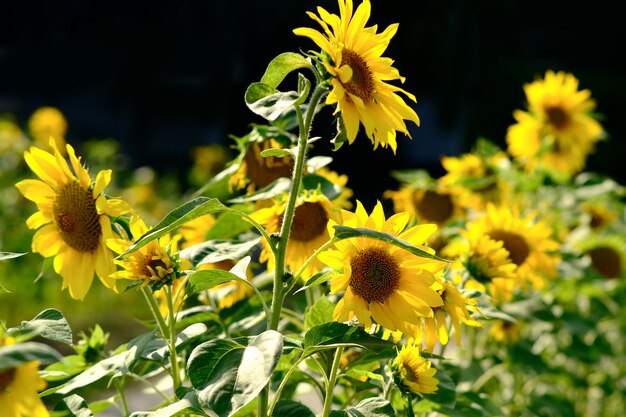 Photo beautiful sunflower on a sunny day with a natural background selective focus high quality photo