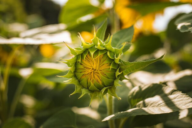 Beautiful sunflower on a sunny day with a natural background Selective focus High quality photo