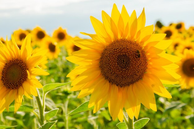 Beautiful sunflower on a sunny day with a natural background Selective focus High quality photo