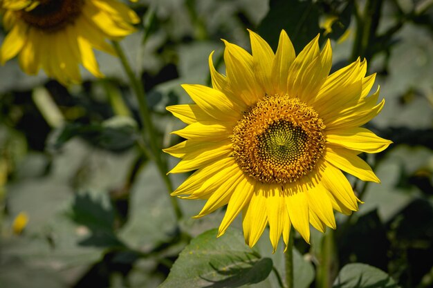 Bellissimo girasole in una giornata di sole con uno sfondo naturale