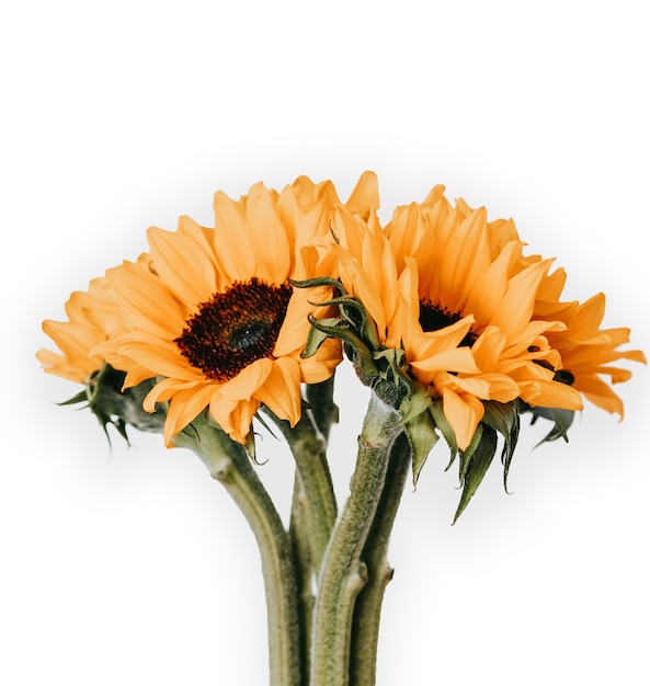 beautiful sunflower in white background