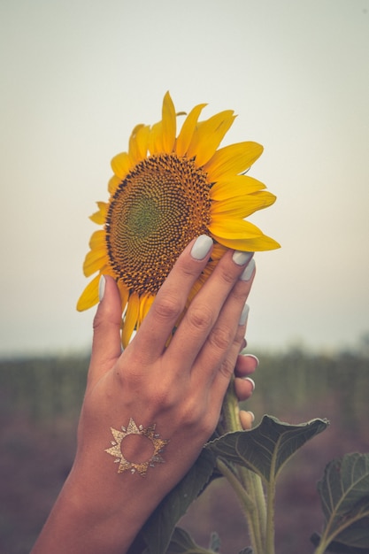 Beautiful sunflower and woman hand at sunset. toning photo