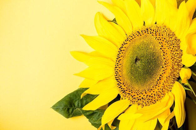 Beautiful sunflower on yellow background copy space