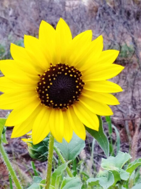 Beautiful sunflower