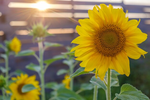 Beautiful sunflowers on the background of the setting sun in the garden