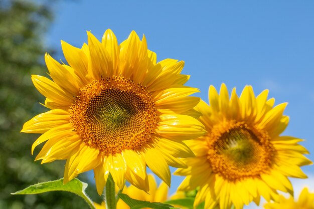 Beautiful sunflowers and blue sky