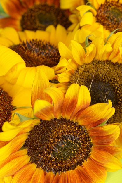 Beautiful sunflowers close up