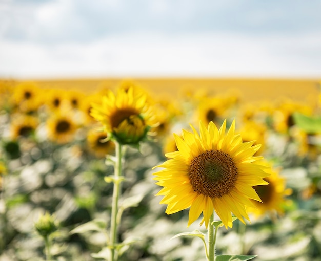 Beautiful sunflowers in the field, natural background. Sunflower blooming