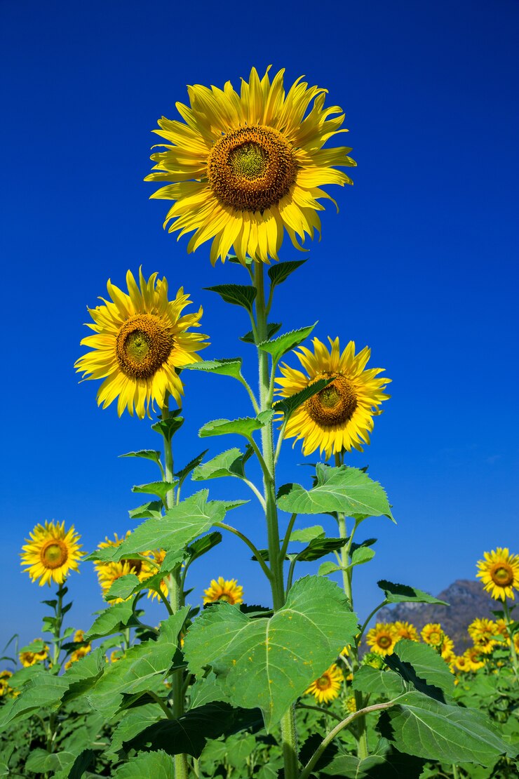 Beautiful sunflowers in the field planted on a blue sky background.