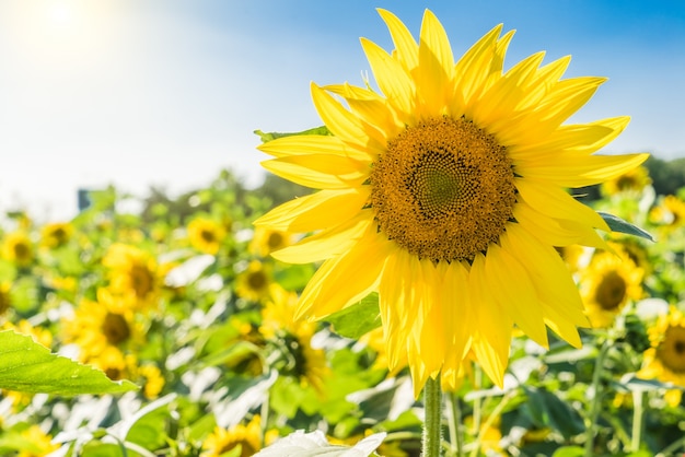 Beautiful sunflowers in the field with bright blue sky