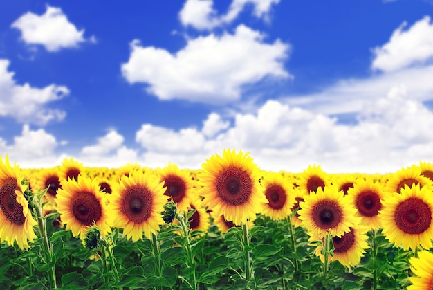 Beautiful sunflowers in the field with bright blue sky.