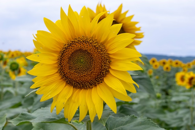 Beautiful sunflowers on the field