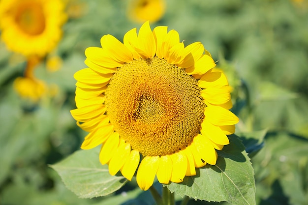 Beautiful sunflowers field