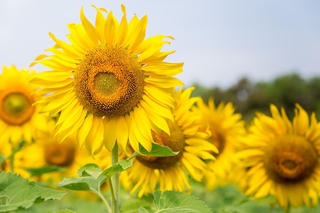 Beautiful Sunflowers garden natural background. Summer landscape.