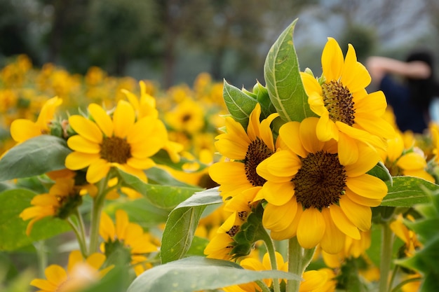 Photo a beautiful sunflowers natural background, sunflower blooming in the field.