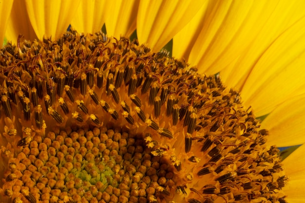 Photo beautiful sunflowers outdoors still life