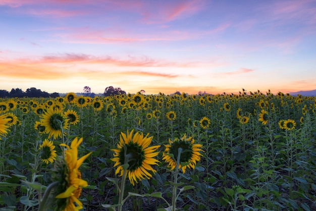 Beautiful sunflowers in spring field and the plant of sunflower is wideness plant in travel location Khao Chin Lae Sunflower Field Lopburi Province Thailand