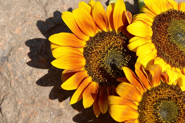 Beautiful sunflowers on stone outdoors