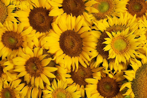 Foto bellissimi girasoli in studio ancora in vita