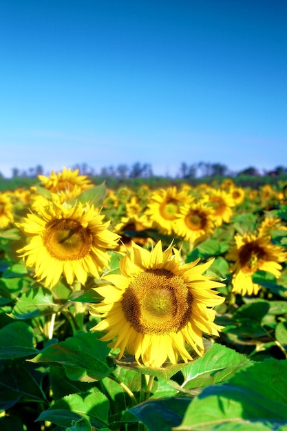 Beautiful sunflowers in the summer field.