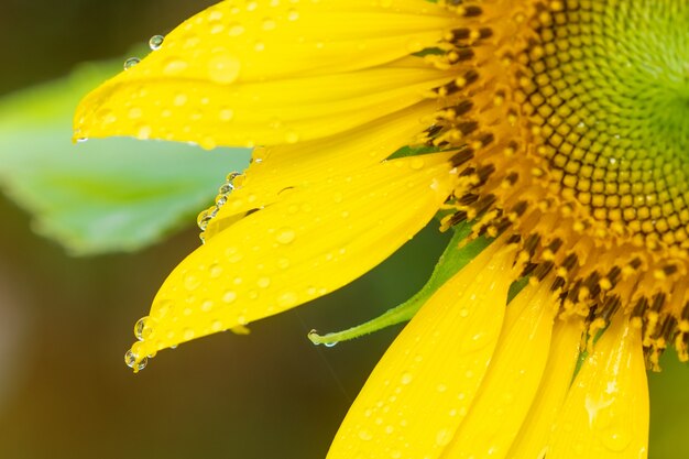 Beautiful sunflowers with sunlight in tha garden.