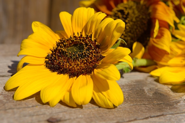 Beautiful sunflowers on wooden bench outdoors