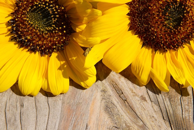 Beautiful sunflowers on wooden bench outdoors