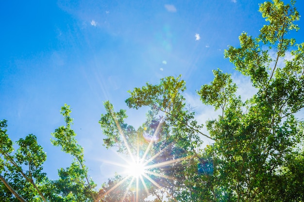 beautiful sunlight through trees with blue sky in summer.