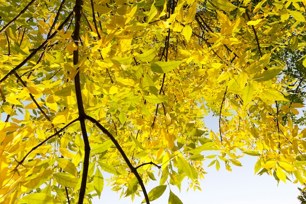 Beautiful and sunlit yellow maple foliage in the autumn season