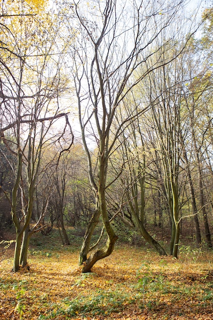 Foto bello paesaggio soleggiato di autunno con le foglie rosse asciutte cadute, la strada attraverso la foresta e gli alberi gialli