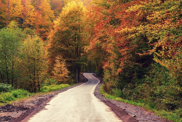 Photo beautiful sunny autumn landscape with fallen dry red leaves road through the forest and yellow trees