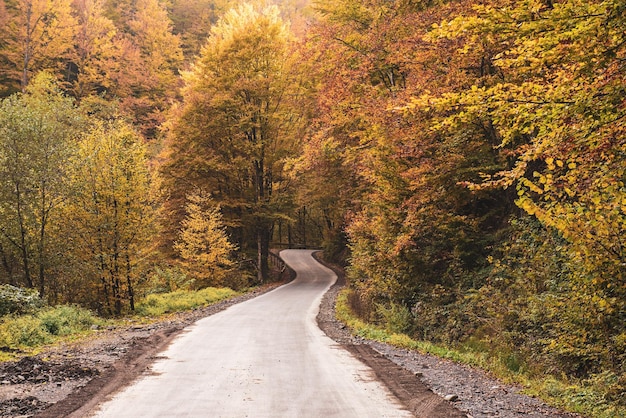 Beautiful sunny autumn landscape with fallen dry red leaves road through the forest and yellow trees