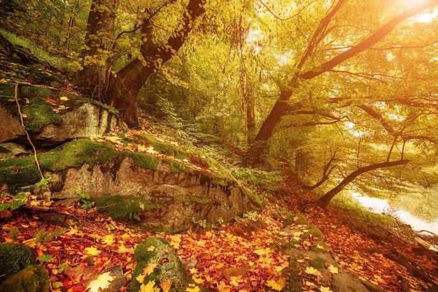 Красивый солнечный осенний пейзаж с упавшими сухими красными кленовыми листами и зелеными деревьями