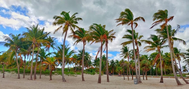 Photo beautiful sunny and breezy day at crandon beach park in miami florida