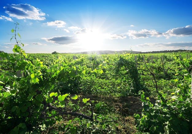 Beautiful sunny day in the summer vineyard