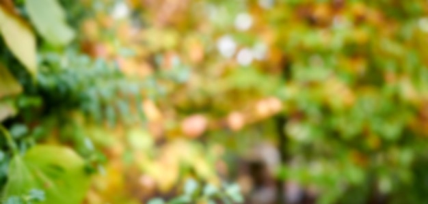 Beautiful sunny and empty outside garden in the fall with colorful vibrant green and autumn brown leaves Blurred outdoor nature background with abstract foliage of trees and plants