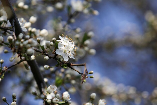 桜とリンゴの木のある美しい日当たりの良い庭園